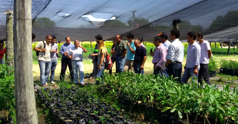 Se avanzó en un 30% en la meta de plantar dos millones de árboles este año