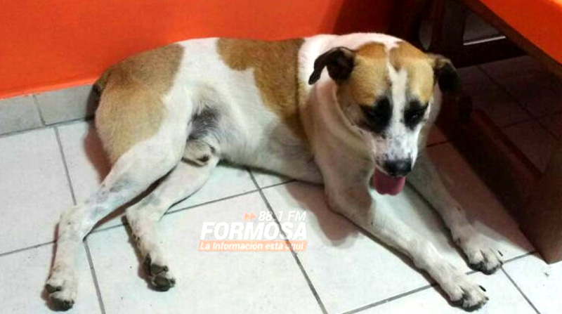 Sereno ebrio atacó a cuchillazos a dos perros comunitarios