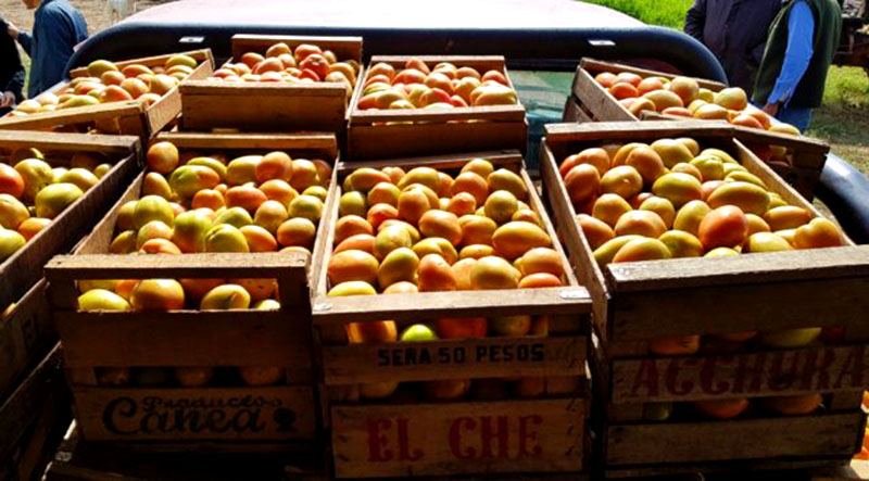 A buen ritmo prosigue la producción tomatera en la cuenca de la zona norte