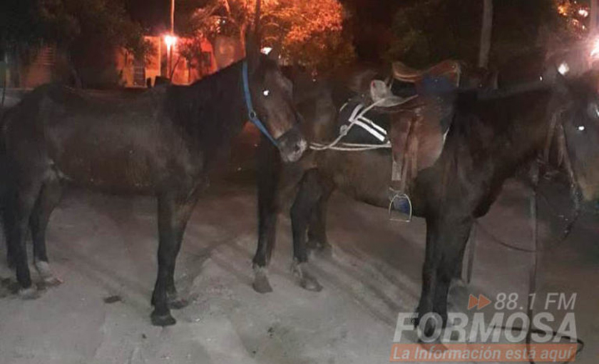 Retiraron animales sueltos de la vía pública