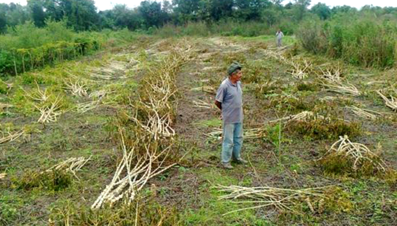 Avanza distribución de ramas semilla de mandioca a unos1800 paipperos