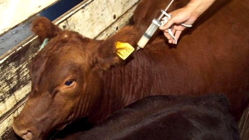 Se inicia la segunda campaña de vacunación antiaftosa y antibrucélica