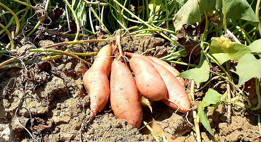 Cedeva entrega al plan Nutrir batatas de la primera cosecha