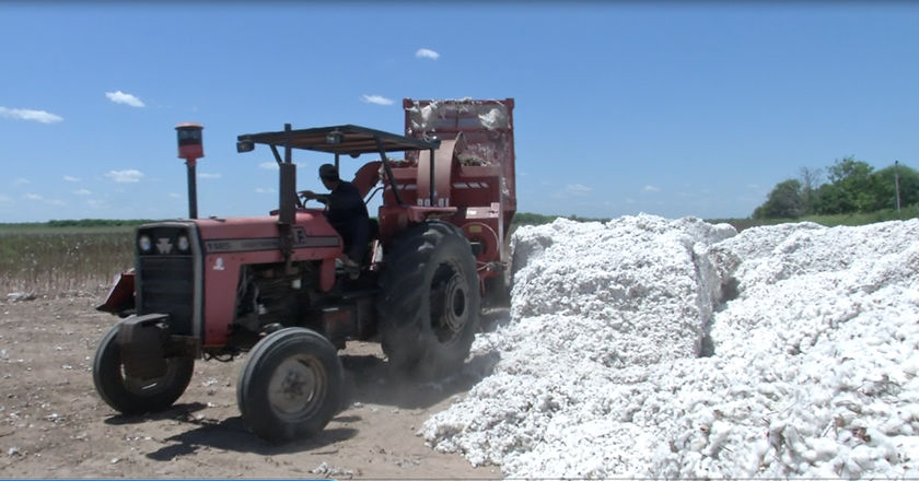 Un millar y medio de hectáreas de algodón son lotes de los paipperos