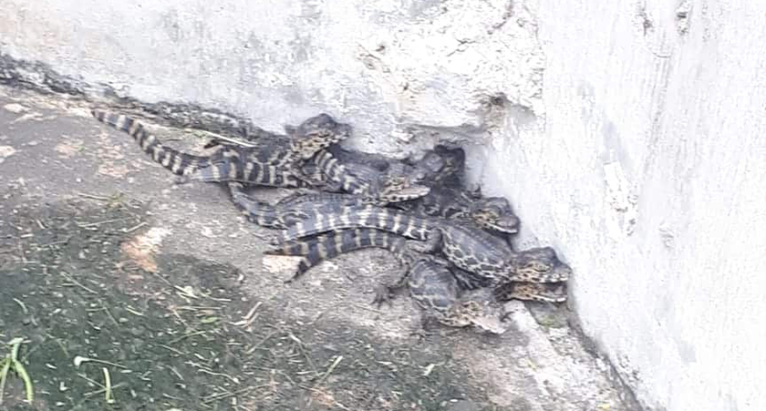 Rescataron pichones de yacarés en la Costanera