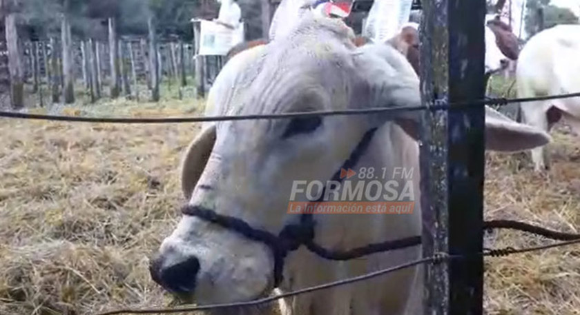 Capacitación y exposición de novillos Brahman en la Sociedad Rural de Las Lomitas
