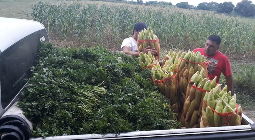 Paipperos aumentan comercialización de sus producciones al programa Nutrir