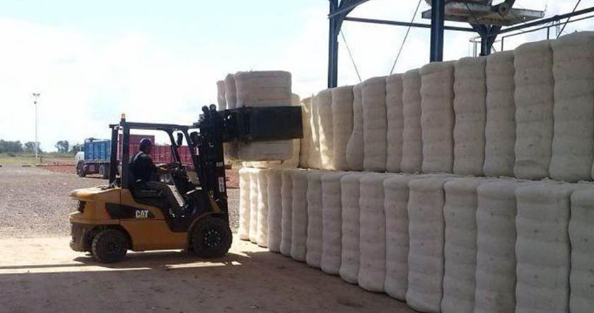 Estiman recibir entre 7 a 8 mil toneladas de algodón en dos desmotadoras oficiales