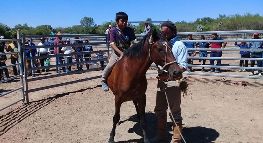 Capacitación en amansa de caballos sin violencia