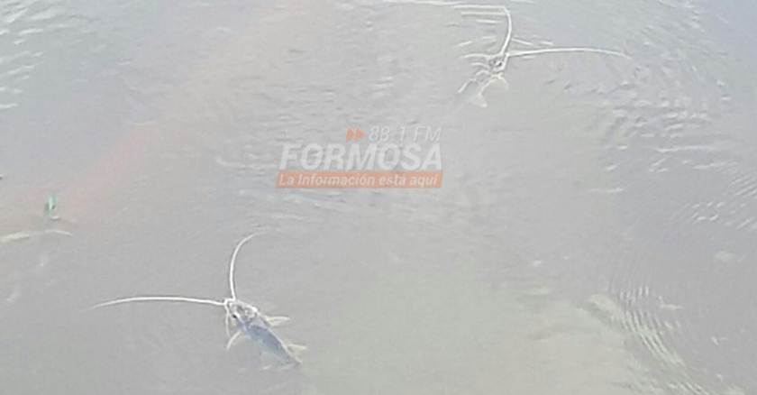 Descartan la contaminación del río Paraguay como causa de la mortandad de peces