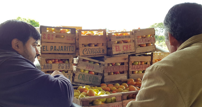 Productores tomateros son asistidos con tecnología de punta y semillas de calidad