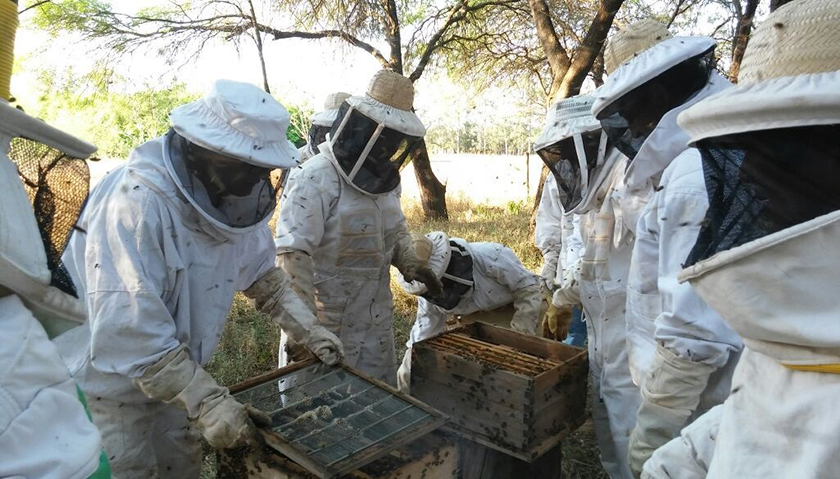 Cuantifican en unos 250 mil kilos la producción anual de miel en Formosa