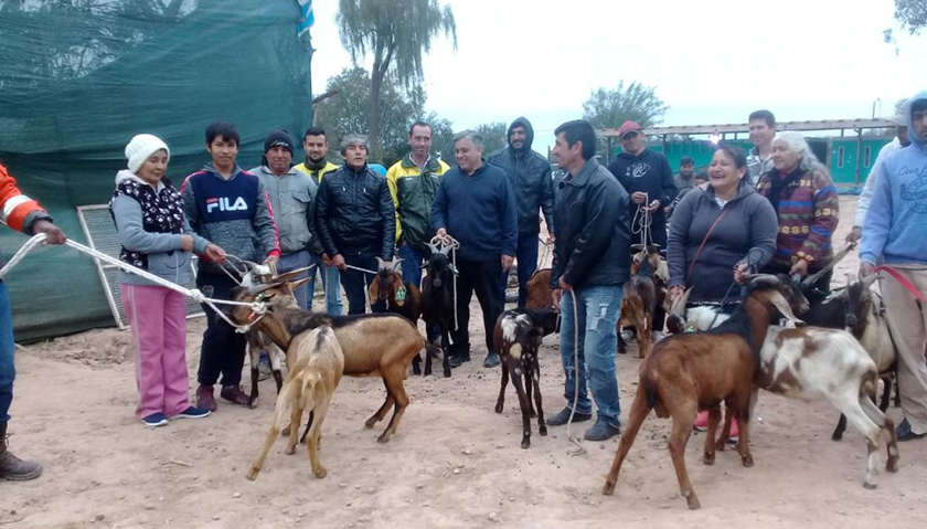 Aporte de más de sesenta cabras puras a asociaciones de productores