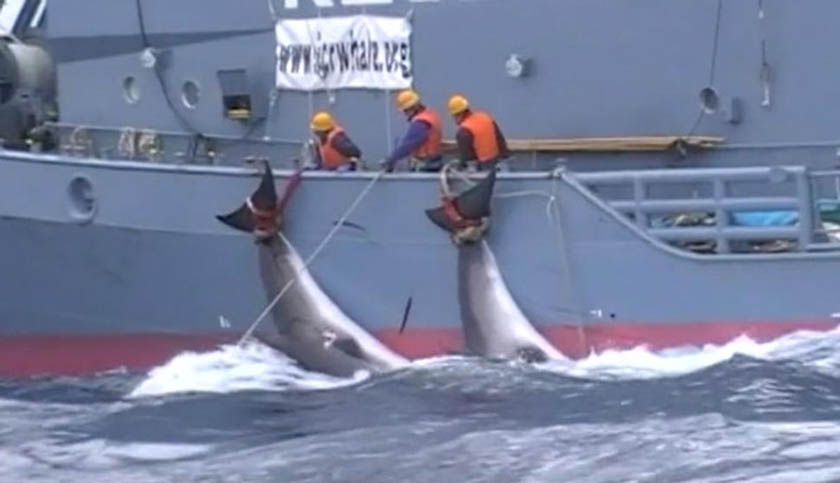 Japón vuelve a autorizar la caza de ballenas luego de 31 años