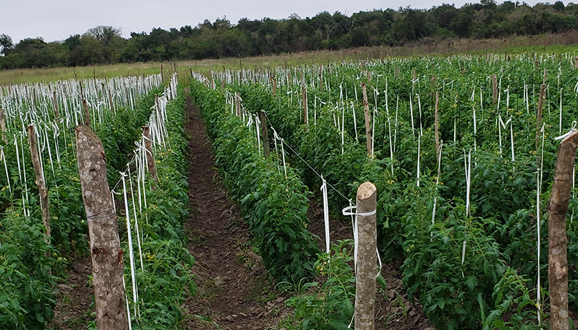 Tomates: el gobierno provincial ratifica fuerte respaldo a las cuencas productivas
