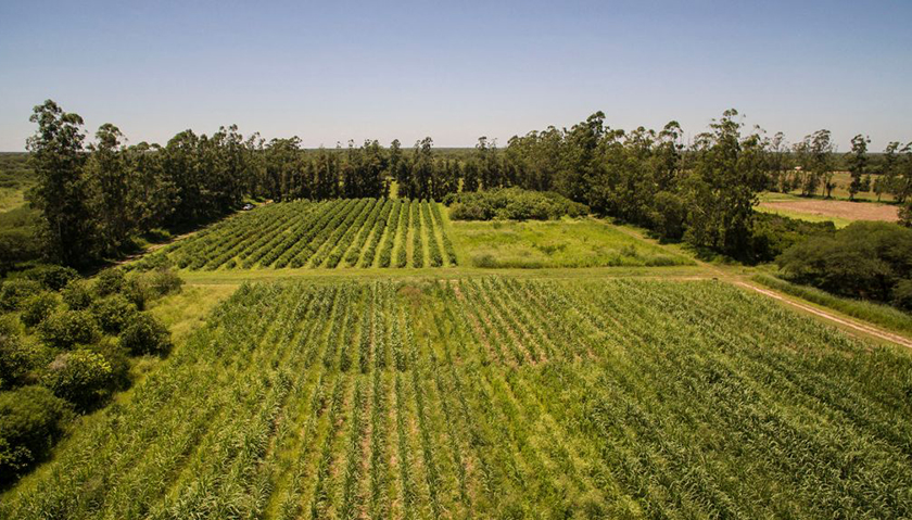 CEDEVA incrementa lotes de producción para aportar al Plan Nutrir