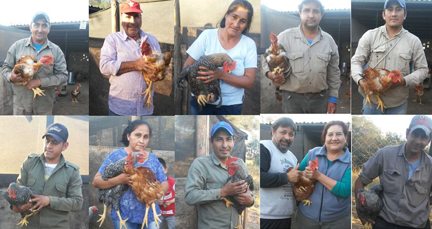 Entrega de gallos de raza para mejorar la cría de las gallinas