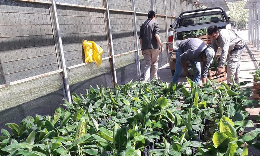 Comienza la entrega de plantines de banana a los pequeños productores
