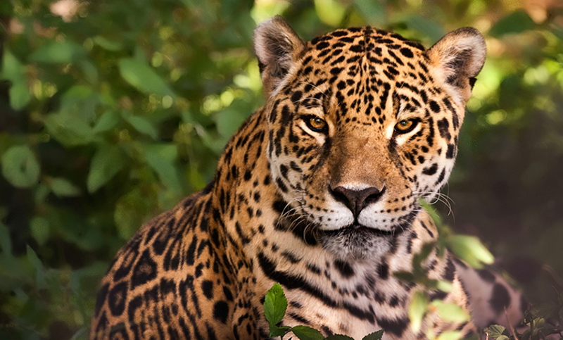 Primera exposición sobre el yaguareté en Formosa