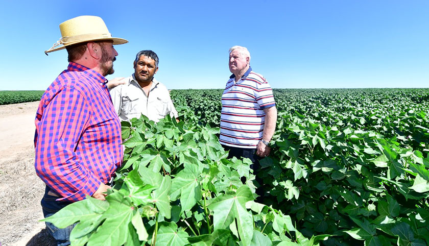 Insfrán asistirá a la inauguración de una planta desmotadora en Laguna Yema