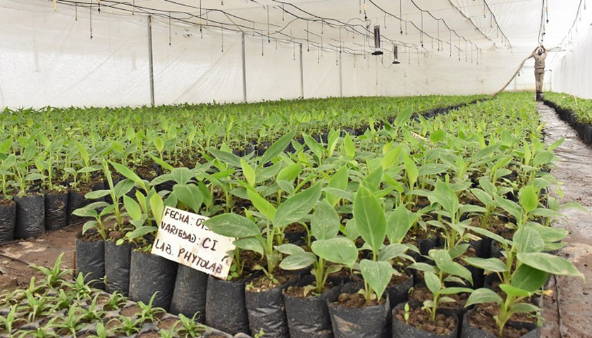 Cedeva distribuye plantines de banana al inicio del nuevo ciclo productivo