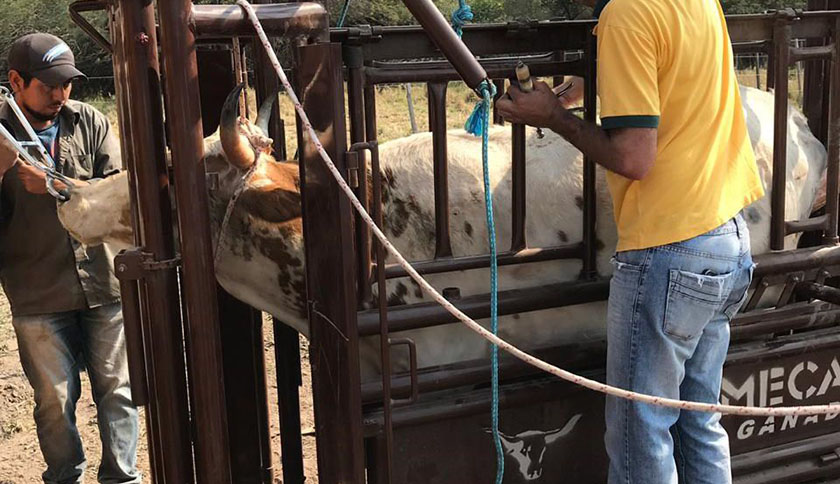 Capacitan en el CEDEVA Yema sobre producción bovina