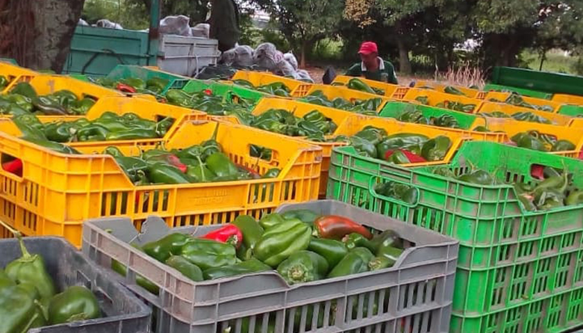 Acompañando la economía familiar en Naineck venden bolsos de verduras