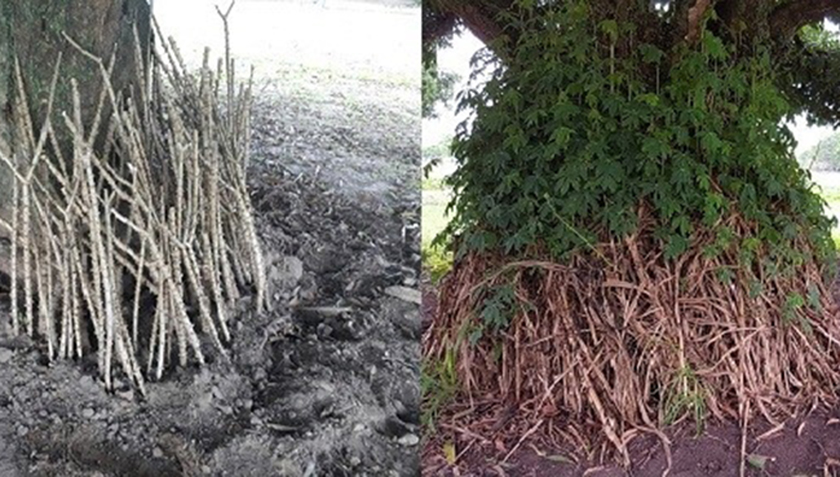 Inició distribución de ramas de mandioca a Municipios del interior