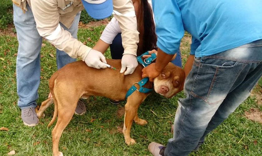 Jornada de vacunación canina y felina en el interior