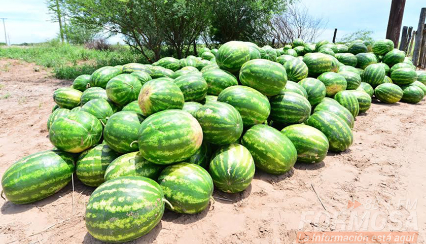 Las primeras sandías del país de esta temporada son de Las Lomitas