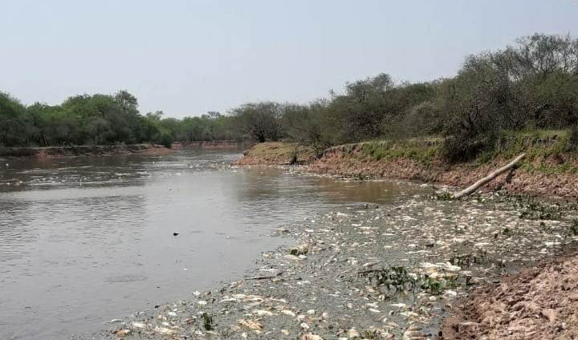 Explicaron a qué se debe la mortandad de peces en el Bañado La Estrella