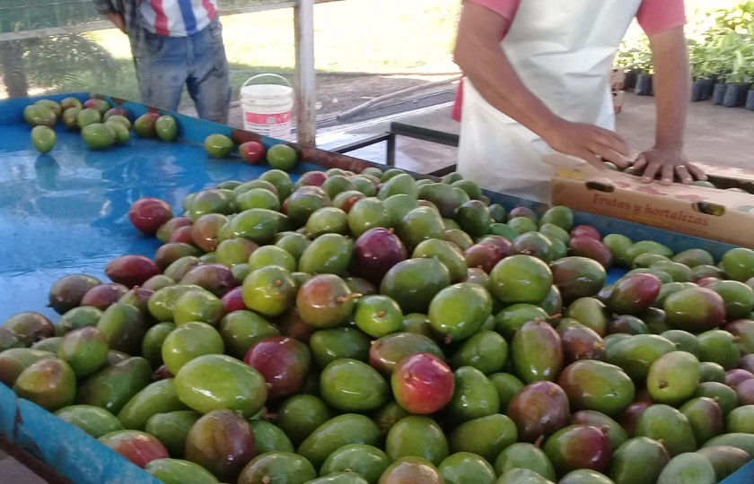 Envían mangos al Mercado Central desde plantas de empaque del CEDEVA