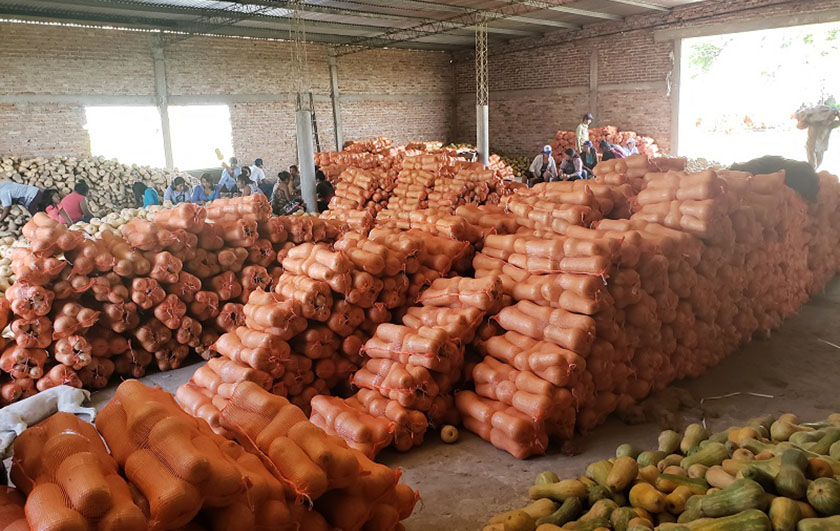 Cucurbitáceas: avanza la cosecha en el norte provincial y gana posición en los mercados regionales más importantes