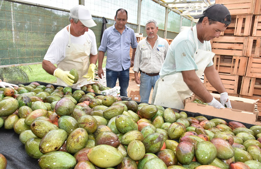 300 mil kilos de mango salieron desde Formosa hacia mercados nacionales