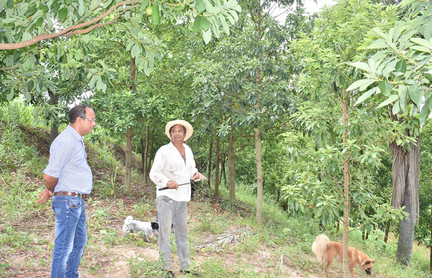 Satisfacción en Naineck por la cosecha de las primeras hectáreas de paltas
