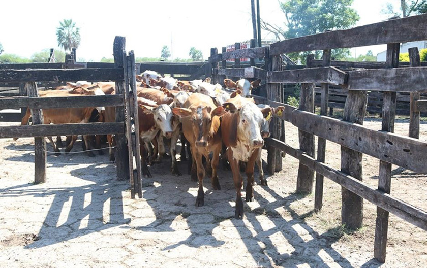 Comienza el ingreso de animales para la Fiesta Provincial del Ternero y Novillito Formoseño
