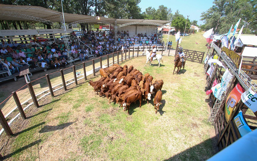 Se realizó la fiesta del ternero formoseño
