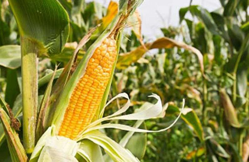 Cedeva: Continua la producción de alimentos