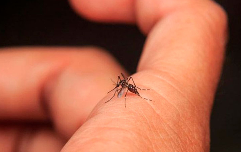 Dengue: son 3241 los casos confirmados y la curva de transmisión viral comenzó a aplanarse