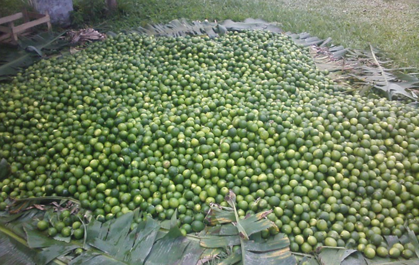 Destinan al plan Nutrir 4.300 kilos de limones del Cedeva Laguna Yema