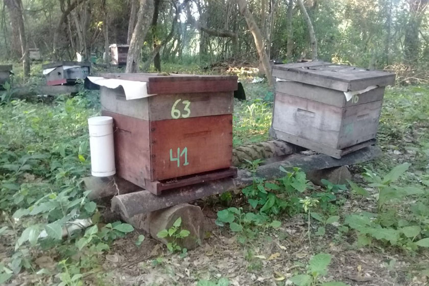 Celebran el Día Mundial de las Abejas