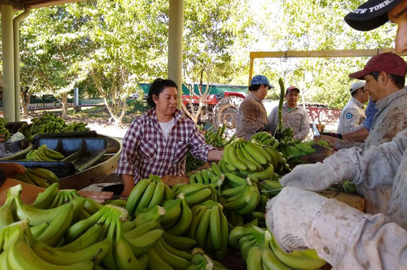 Nuevos cargamentos de banana remitió el Cedeva al plan Nutrir