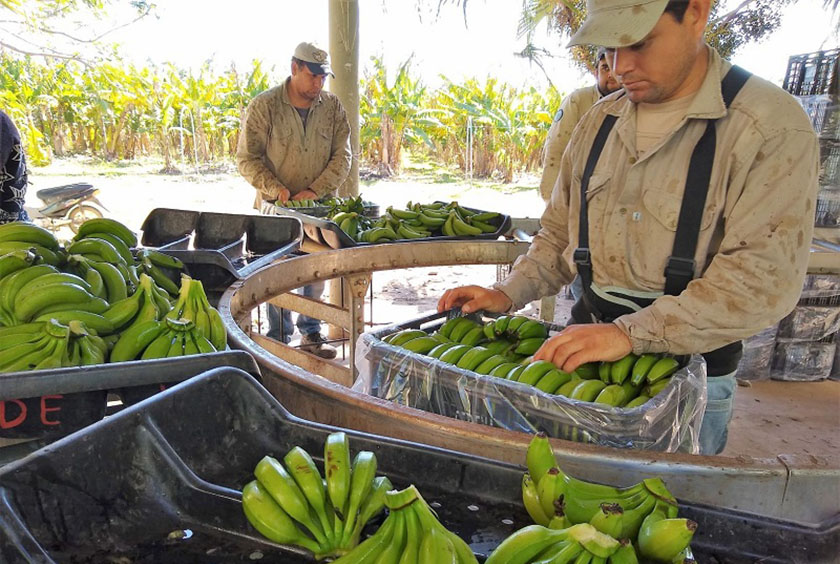 Cedeva entregó 50 mil kilos de banana al plan Nutrir