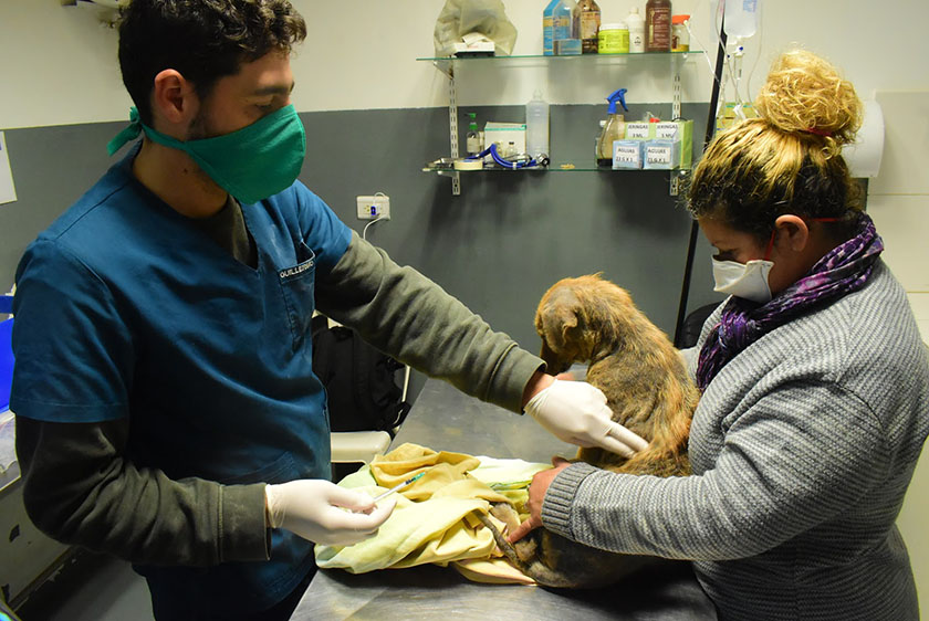 En el CeMAA continúan realizando castraciones gratuitas y asistiendo a animales comunitarios