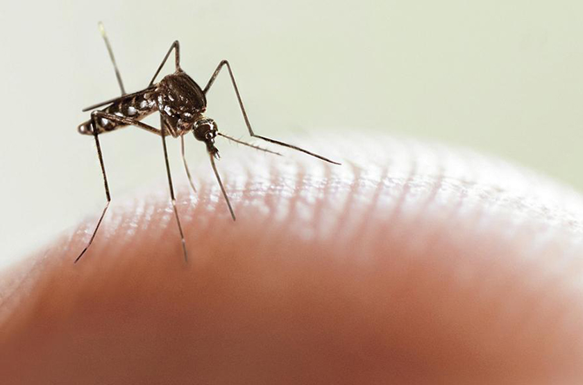Con 3510 casos, el dengue retrocede en la provincia