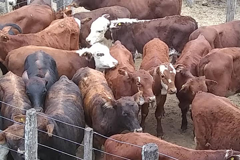 Las Lomitas: otro remate ganadero que se realiza por Internet