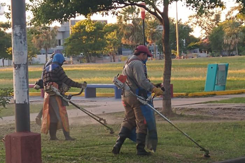 Intensifican tareas de desmalezado, poda y jardinería en espacios públicos de la ciudad