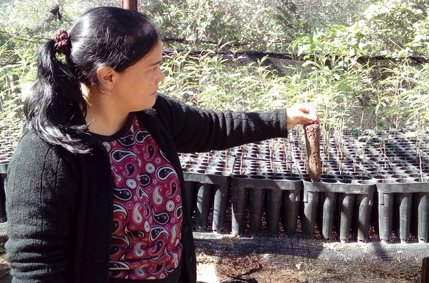 Destacan la incorporación de la harina de algarroba al Plan Nutrir