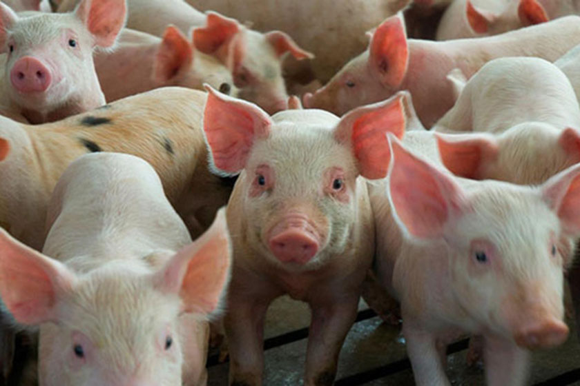 Cedeva entregó núcleo de reproductores porcinos a una escuela agrotécnica de Laguna Blanca