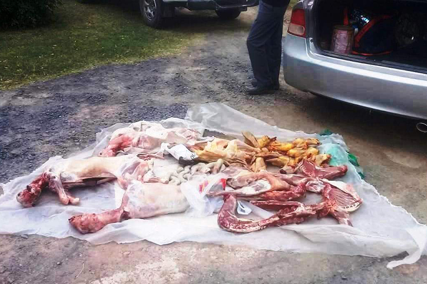 Fueron detenidos por no respetar la cuarentena y transportar ganado menor y animales silvestres